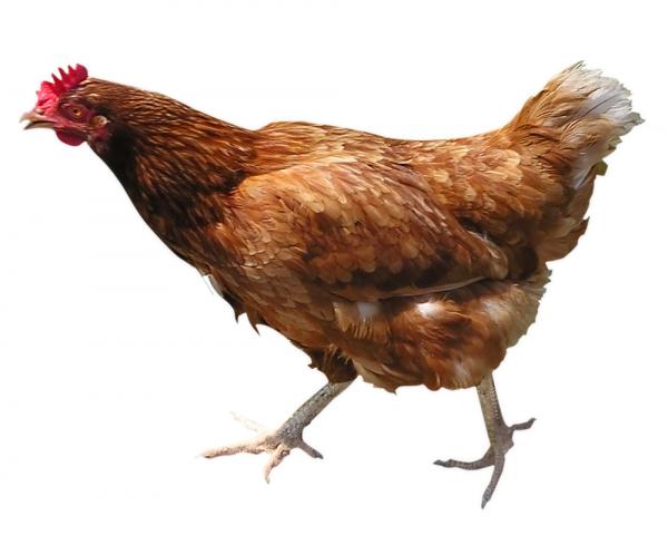 Chickenlittle.jpg