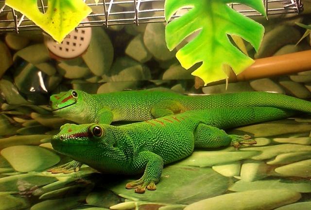 DayGeckos.jpg