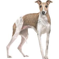 WHIPPETS.jpg