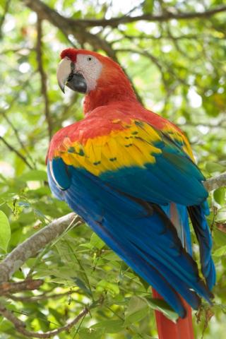 parrot.JPG